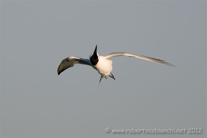 Sterna zampenere in volo e in avvitamento